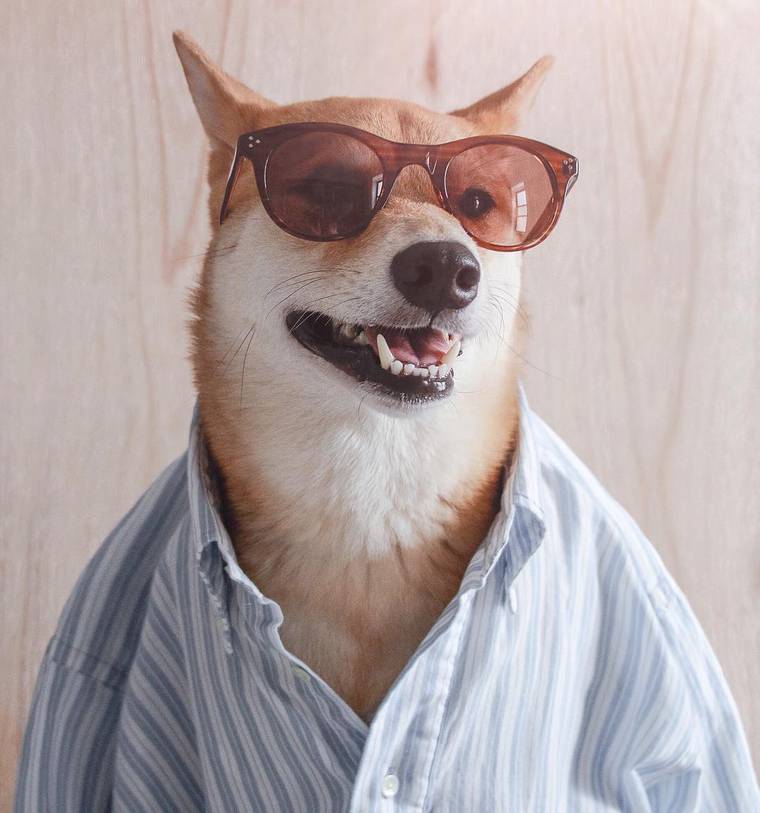 сиба-ину Боди, Bodhi, самый стильный пёс, собака носит человеческую одежду, Menswear Dog