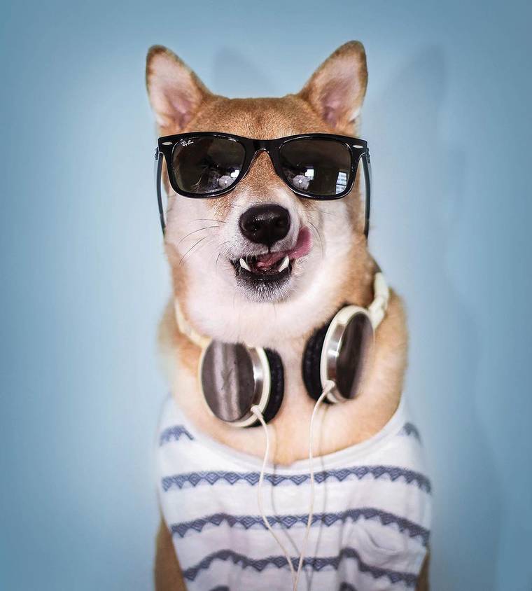 сиба-ину Боди, Bodhi, самый стильный пёс, собака носит человеческую одежду, Menswear Dog