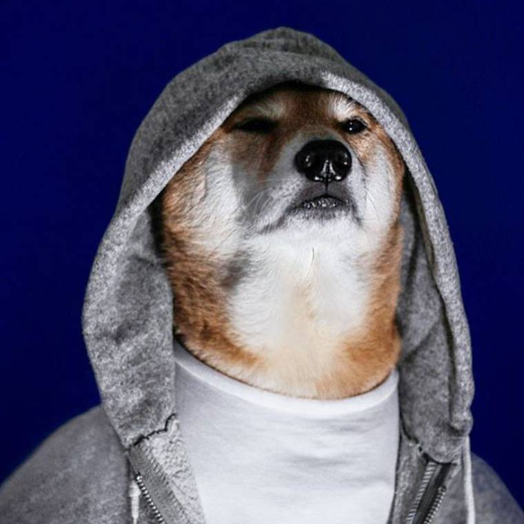 сиба-ину Боди, Bodhi, самый стильный пёс, собака носит человеческую одежду, Menswear Dog