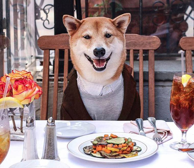 сиба-ину Боди, Bodhi, самый стильный пёс, собака носит человеческую одежду, Menswear Dog