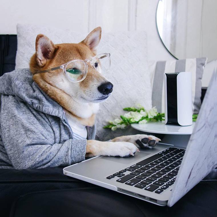 сиба-ину Боди, Bodhi, самый стильный пёс, собака носит человеческую одежду, Menswear Dog