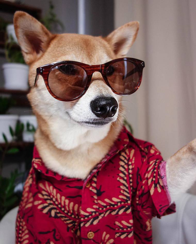 сиба-ину Боди, Bodhi, самый стильный пёс, собака носит человеческую одежду, Menswear Dog