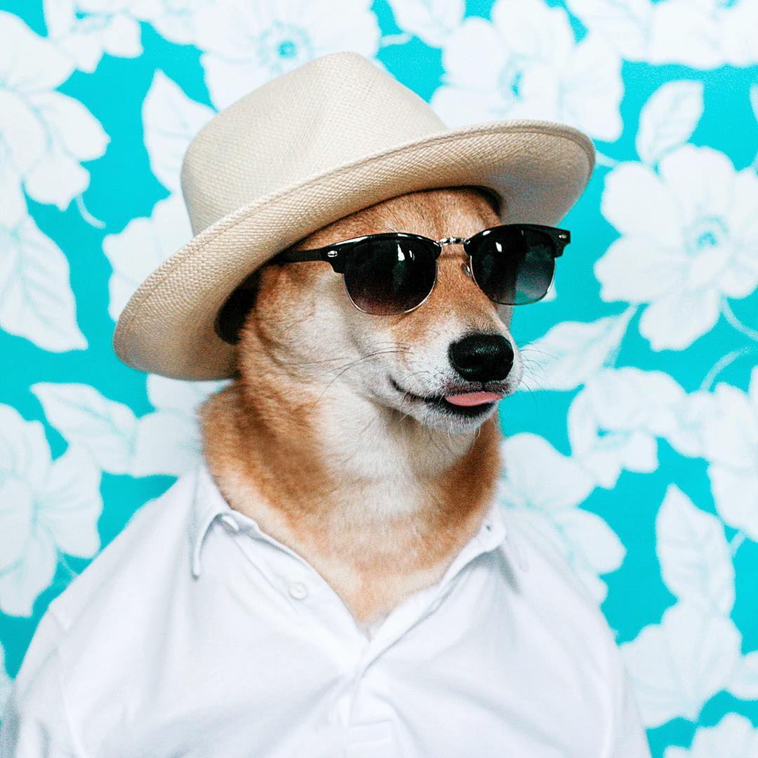 сиба-ину Боди, Bodhi, самый стильный пёс, собака носит человеческую одежду, Menswear Dog