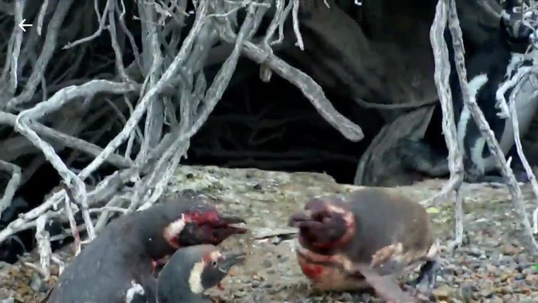 драма в жизни пингвина, страсти в семье пингвинов, драка пингвинов за самку,