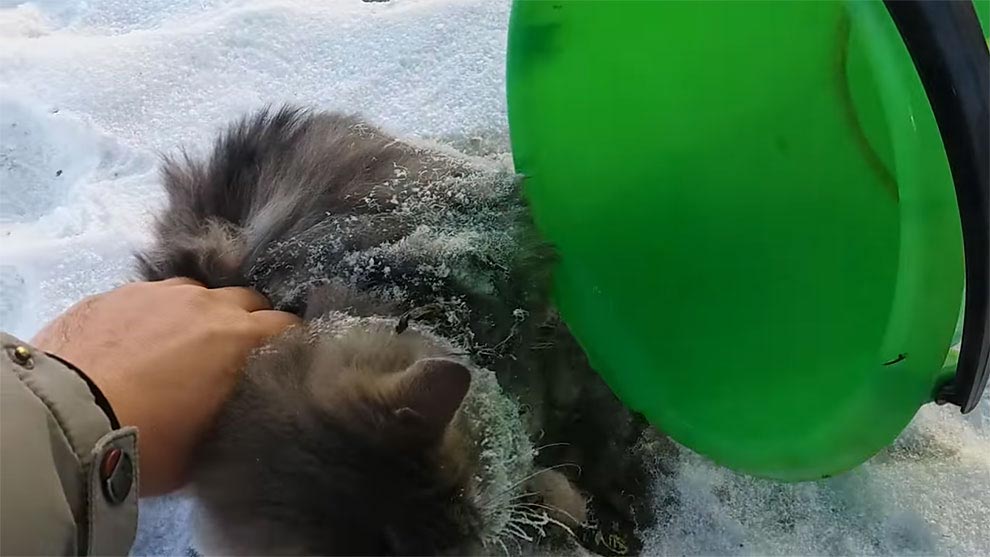 кошка застряла лапами во льду, кошка примерзла лапами ко льду