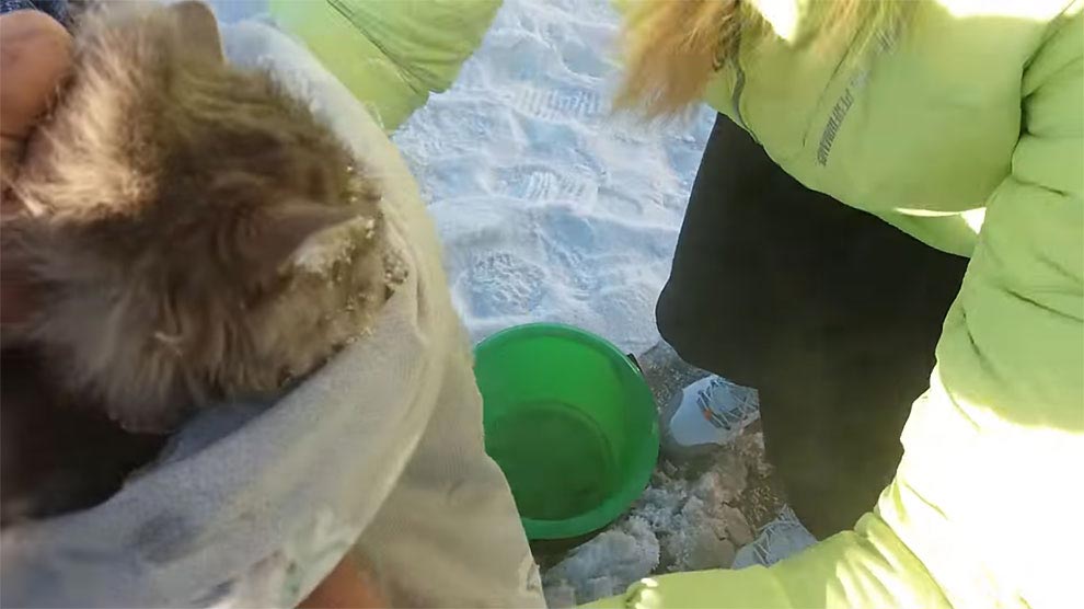 кошка застряла лапами во льду, кошка примерзла лапами ко льду