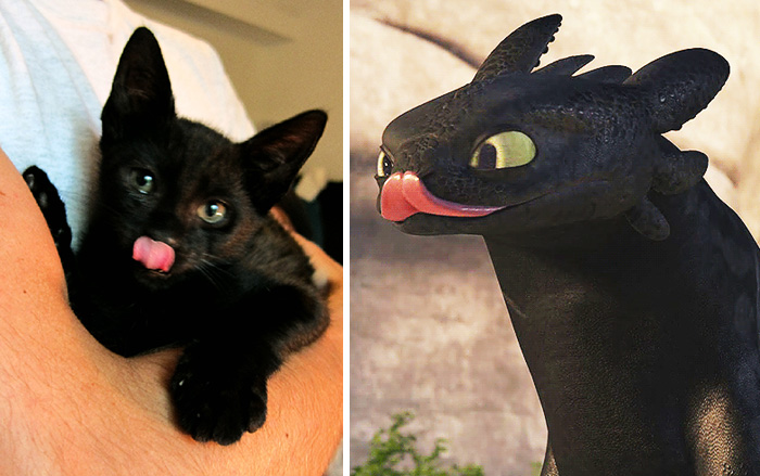 Фурия в реальной жизни. Коты похожие на Беззубика. Черная фурия в реальной жизни. Беззубик в реальной жизни. Кот ночная фурия.