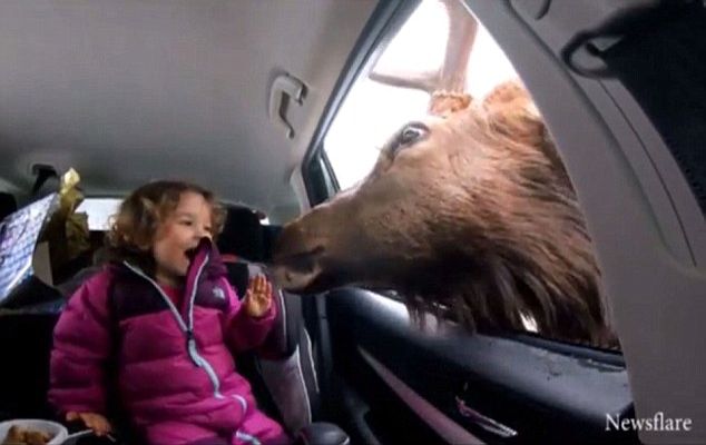 олень засунул голову в автомобиль, олень засунул голову в окно, олень взял морковку у девочки