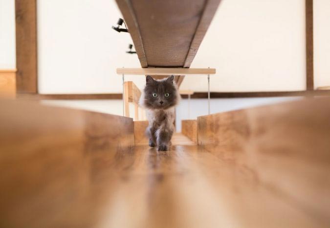 дом для семи кошек, кошкофицированный дом, дом для кошек из дерева