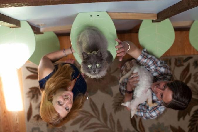 дом для семи кошек, кошкофицированный дом, дом для кошек из дерева