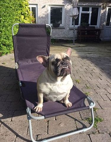 бульдог танцует под музыкальный клип, бульдог не может перестать танцевать, собака танцует