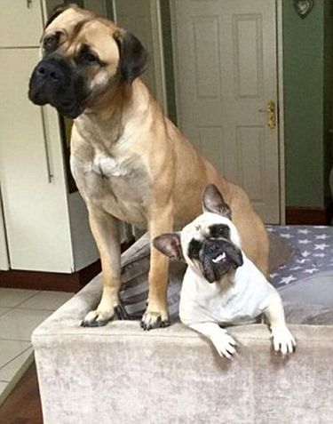 бульдог танцует под музыкальный клип, бульдог не может перестать танцевать, собака танцует