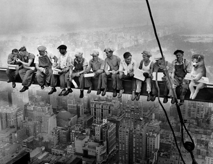 Пальмовый хаски, хаски на пальме, битва фотошоперов хаски на пальме