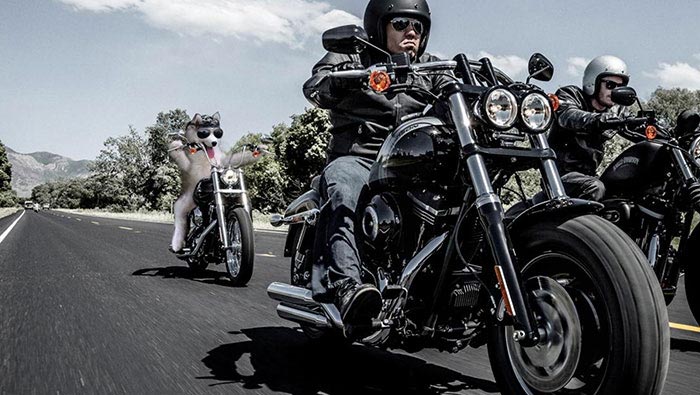 Пальмовый хаски, хаски на пальме, битва фотошоперов хаски на пальме