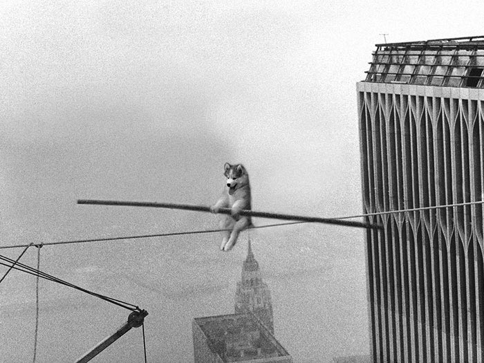 Пальмовый хаски, хаски на пальме, битва фотошоперов хаски на пальме