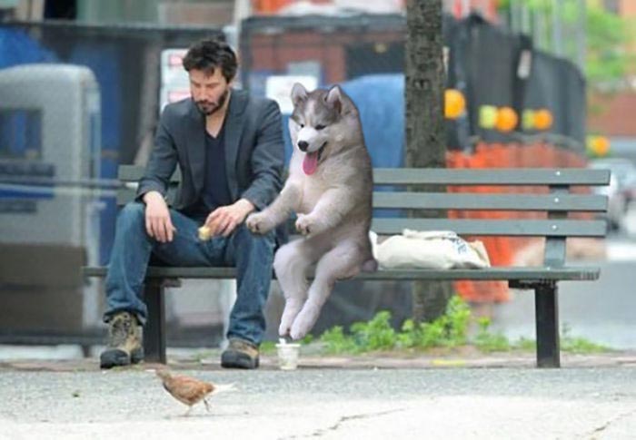 Пальмовый хаски, хаски на пальме, битва фотошоперов хаски на пальме