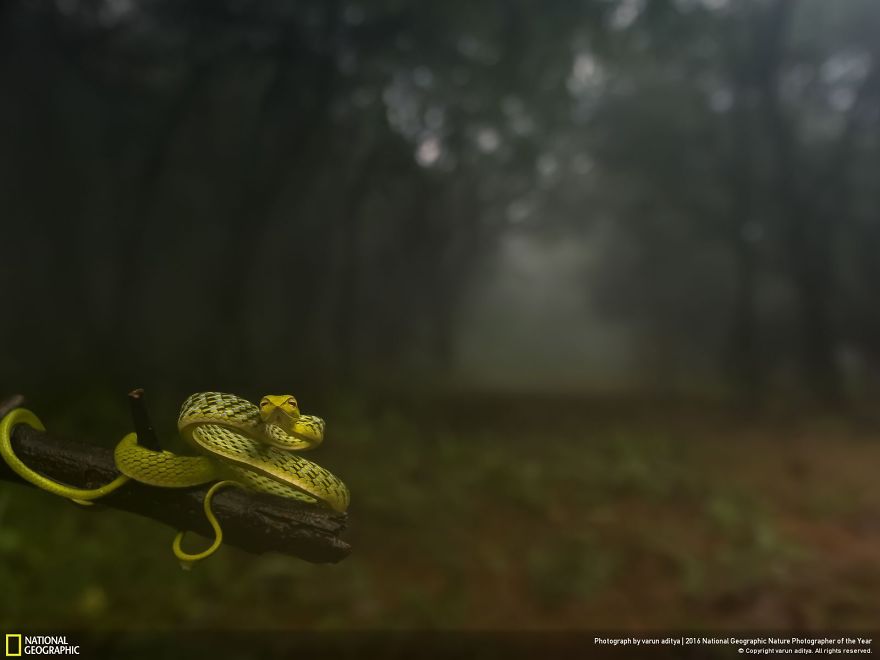 National Geographic Nature Photographer of the Year, фотограф дикой природы 2016