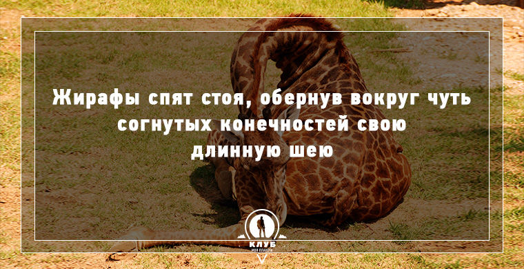 11 фактов о сне и сновидениях, которые вас удивят факты о сне и сновидениях, всё о сне