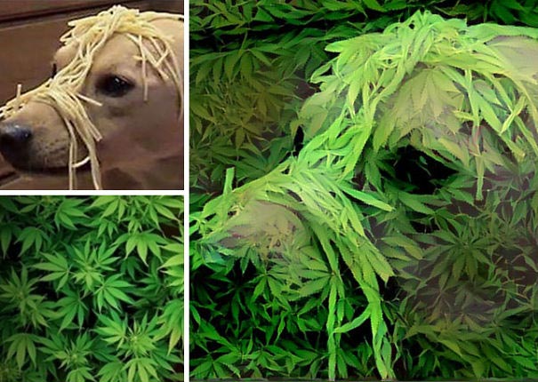 Нейронные сети: как сочетая несколько случайных фотографий получить настоящее искусство объединение фотографий нейронные сети, объединённые фотографии Ostagram, объединение случайных фото нейронные сети