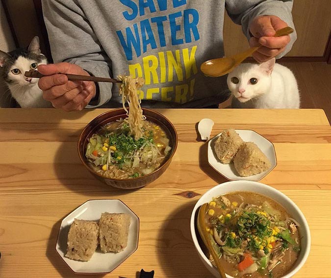 кошки любят хозяев за еду, кошки наблюдают как хозяева едят, кошки за столом с хозяевами