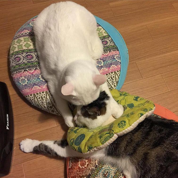 кошки любят хозяев за еду, кошки наблюдают как хозяева едят, кошки за столом с хозяевами