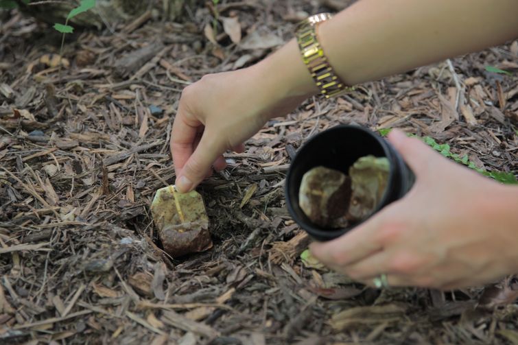 Двойная польза или почему не стоит выбрасывать использованные чайные пакетики