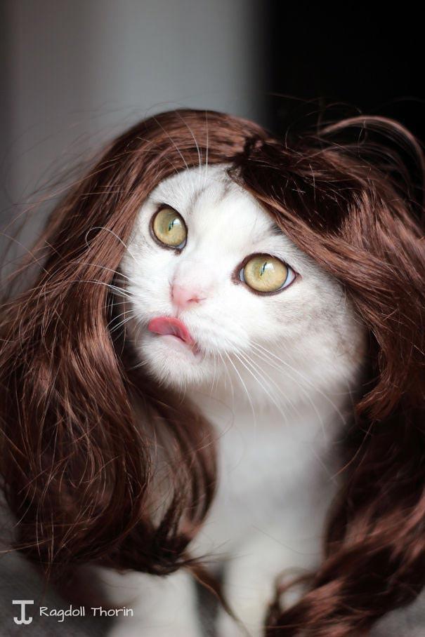 костюмы Хэллоуин для кошек, кошки в смешных костюмах