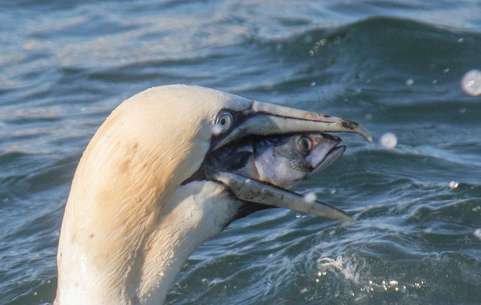 Финалисты фотоконкурса самых забавных фотографий животных «Comedy Wildlife 2016» Comedy Wildlife 2016, фотоконкурс забавные фотографии животных, финалисты Comedy Wildlife 2016