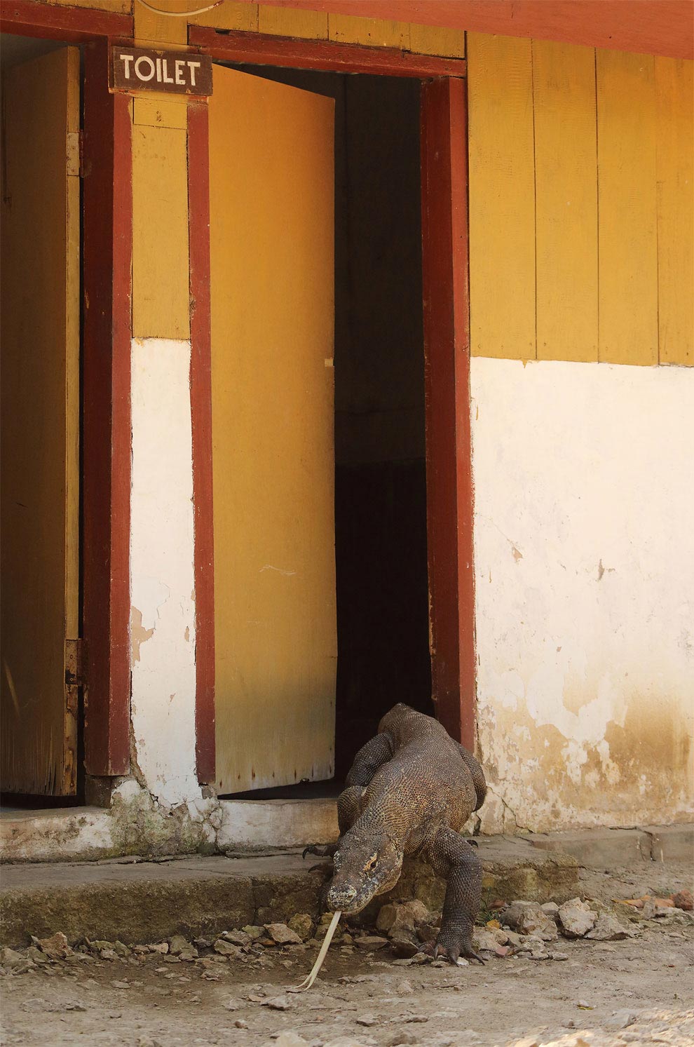 Финалисты фотоконкурса самых забавных фотографий животных «Comedy Wildlife 2016» Comedy Wildlife 2016, фотоконкурс забавные фотографии животных, финалисты Comedy Wildlife 2016