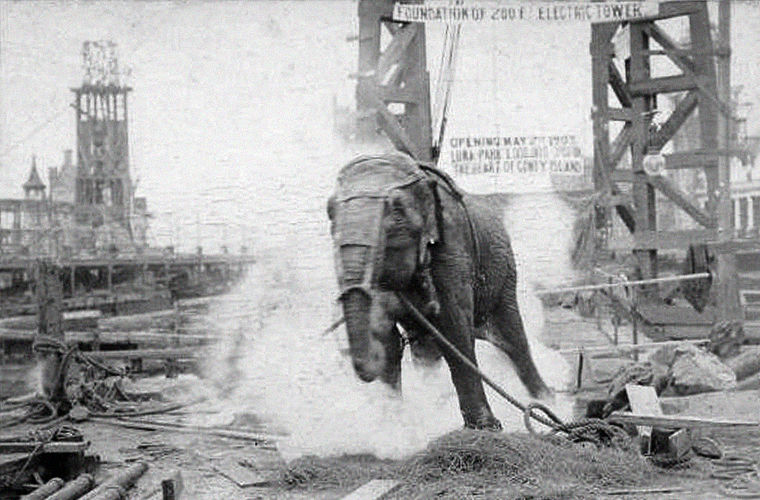 суд над животными, животные которых казнили