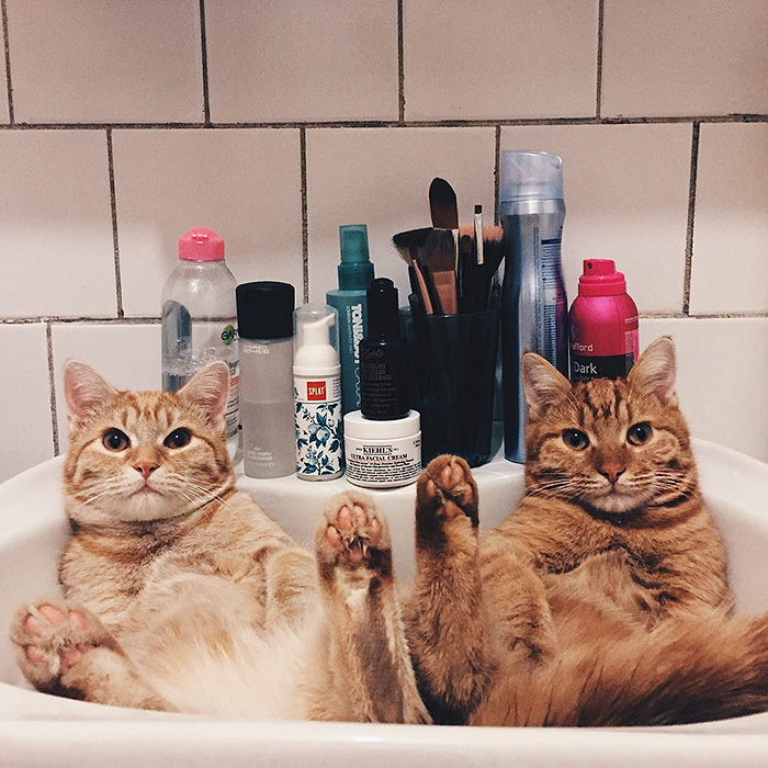 два рыжих кота найденные в саду, москвичка нашла двух котов, эти коты не расставались ни на один день