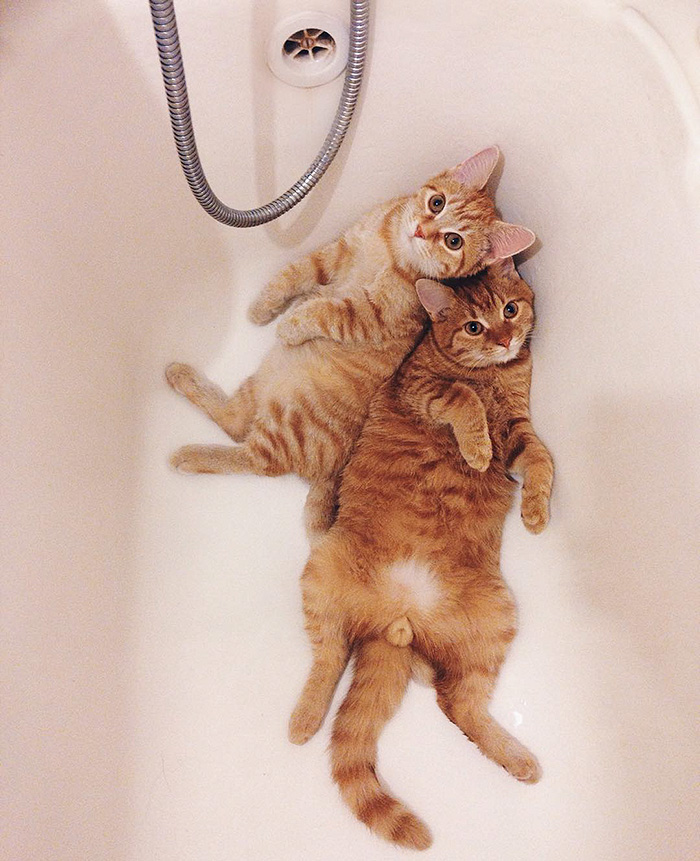 два рыжих кота найденные в саду, москвичка нашла двух котов, эти коты не расставались ни на один день