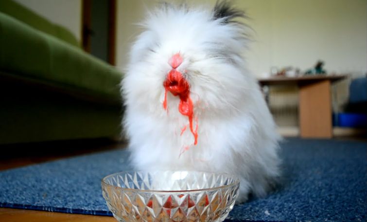 Проблемы крольчихи после окрола: поедание и разбрасывание крольчат