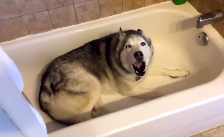 собака устроила истерику, собака любит валяться в ванной, хаски устроил истерику в ванной, хаски в ванне не хочет гулять