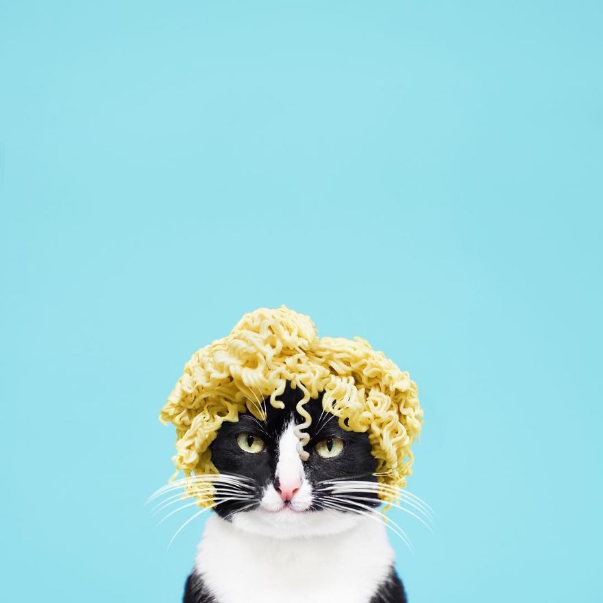 Принцесса Чито, Princess Cheeto, кошка Чито звезда Instagram