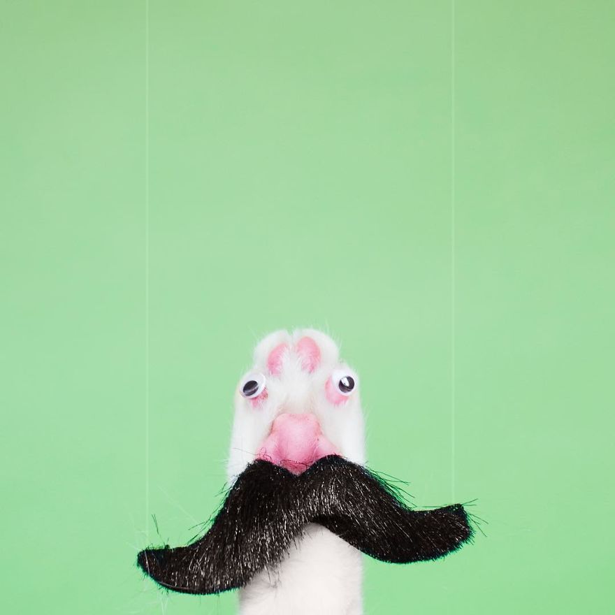 Принцесса Чито, Princess Cheeto, кошка Чито звезда Instagram