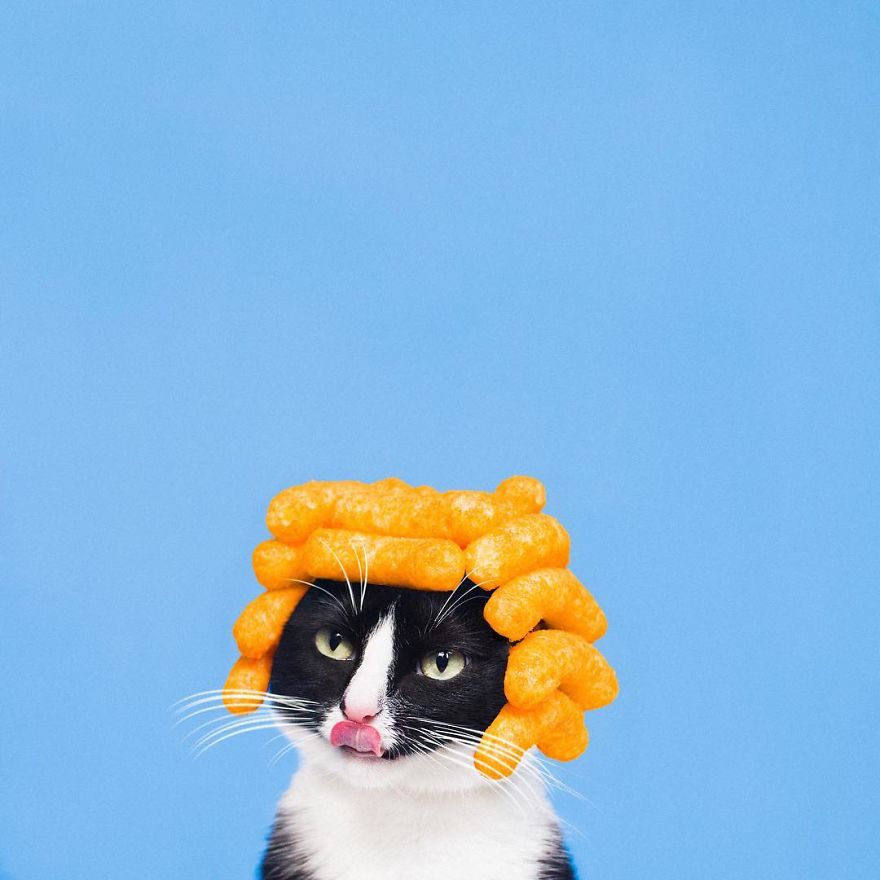 Принцесса Чито, Princess Cheeto, кошка Чито звезда Instagram