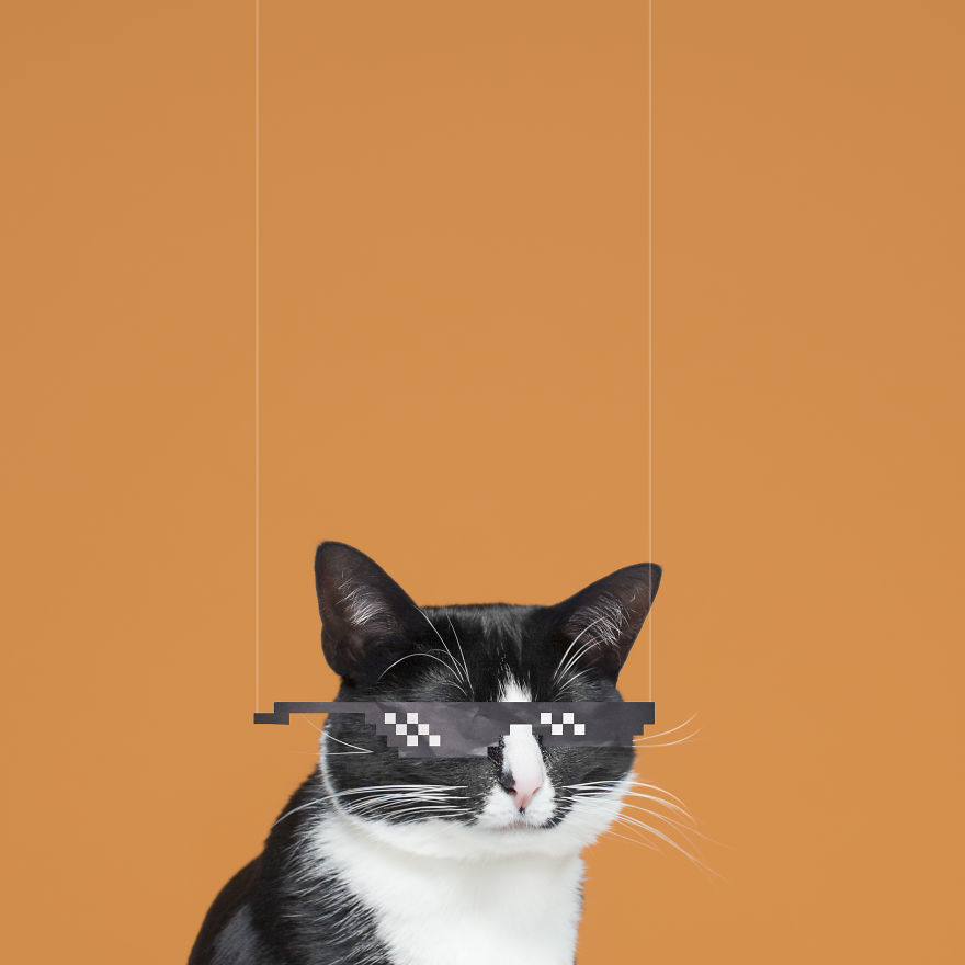 Принцесса Чито, Princess Cheeto, кошка Чито звезда Instagram