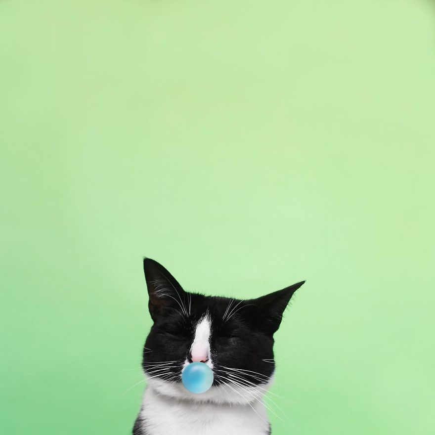 Принцесса Чито, Princess Cheeto, кошка Чито звезда Instagram