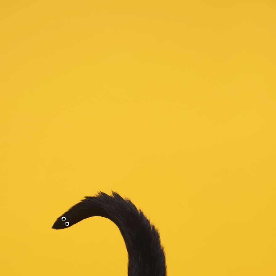 Принцесса Чито, Princess Cheeto, кошка Чито звезда Instagram