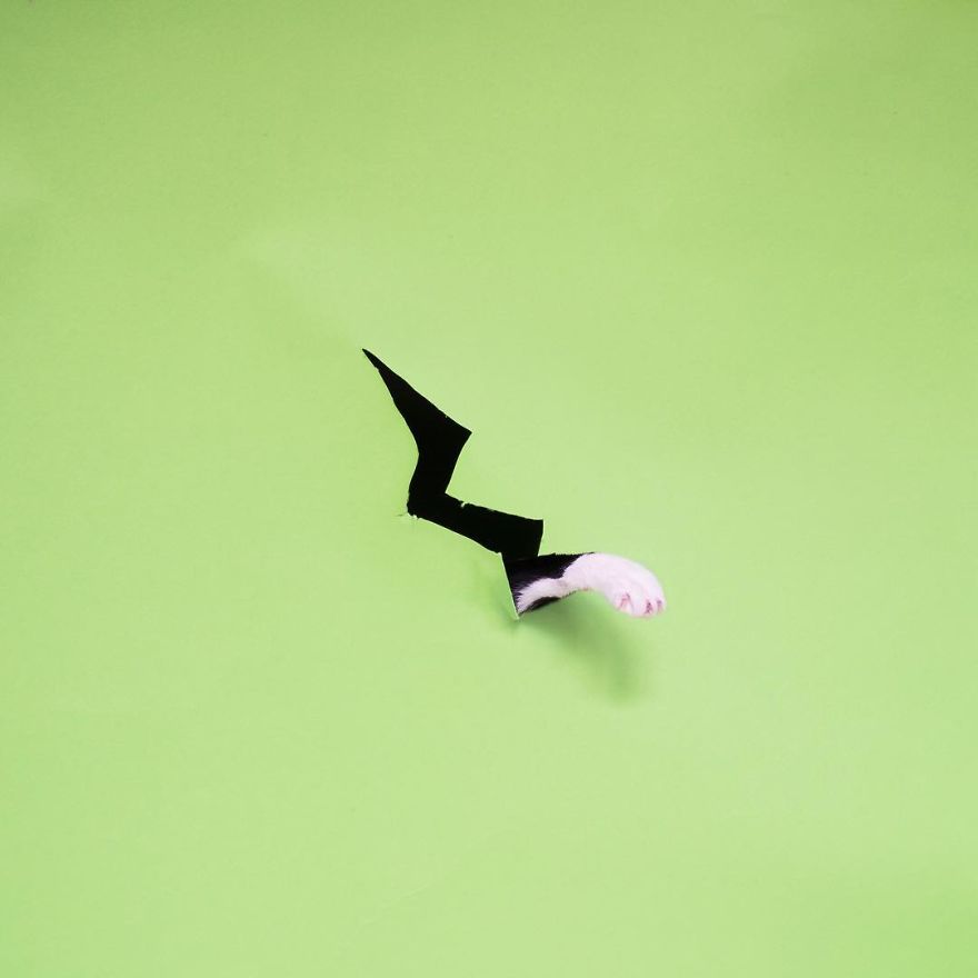 Принцесса Чито, Princess Cheeto, кошка Чито звезда Instagram