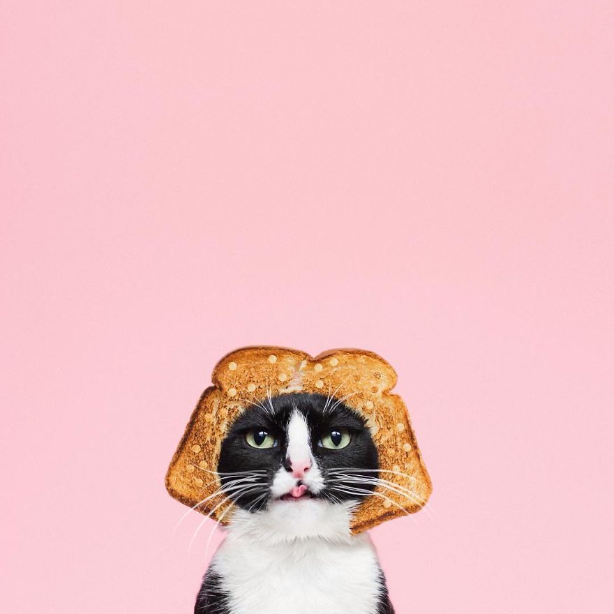 Принцесса Чито, Princess Cheeto, кошка Чито звезда Instagram