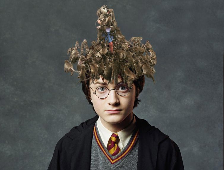 Когда игнорируешь знак Обезьян не кормить, обезьяны залезли на парня, обезьяны фотожабы, битва фотошоперов обезьяны