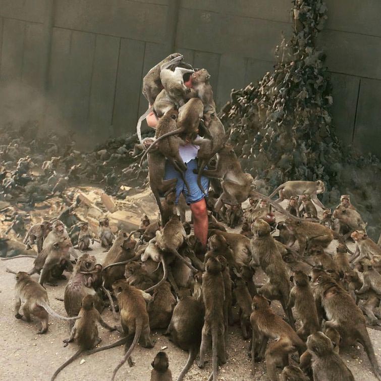 Когда игнорируешь знак Обезьян не кормить, обезьяны залезли на парня, обезьяны фотожабы, битва фотошоперов обезьяны