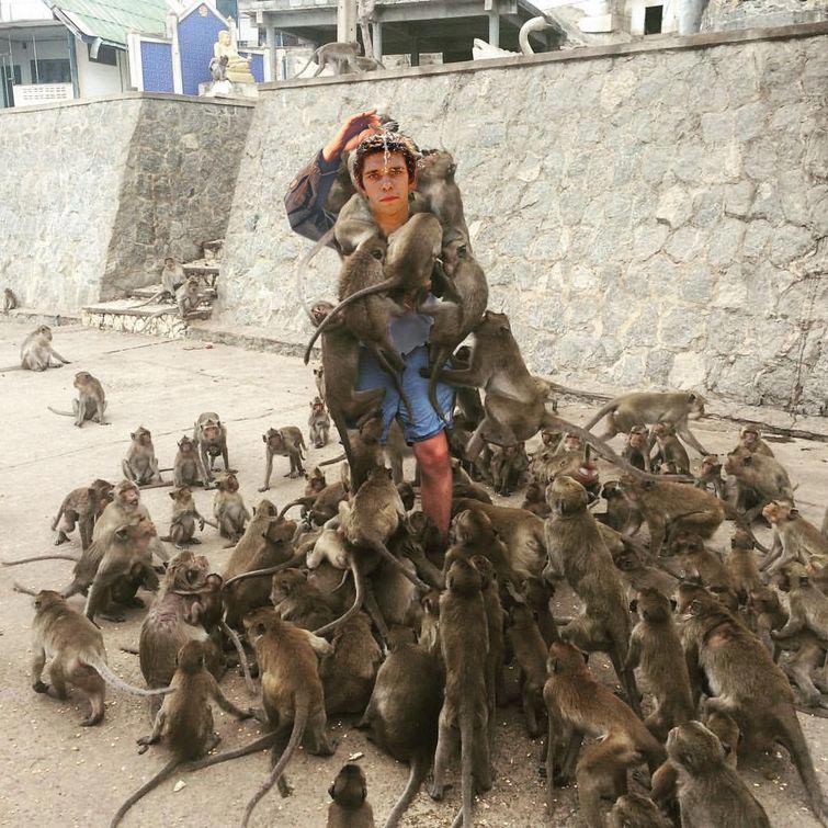 Когда игнорируешь знак Обезьян не кормить, обезьяны залезли на парня, обезьяны фотожабы, битва фотошоперов обезьяны