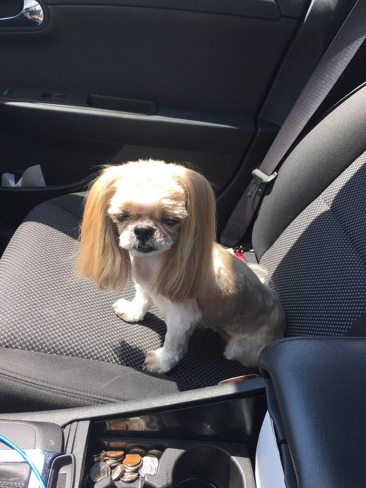 решил сэкономить на стрижке собаки, подстригли собаку слишком коротко, смешная стрижка собаки