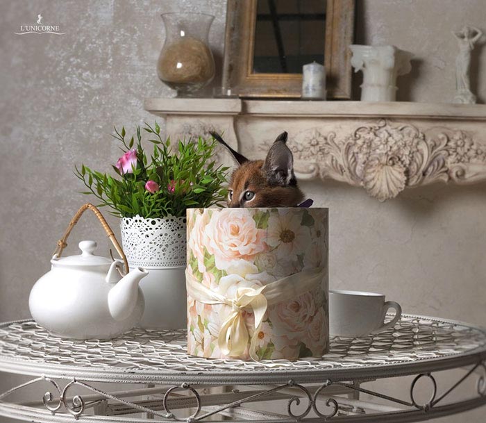 каракалы, самые милые кошки, степная рысь