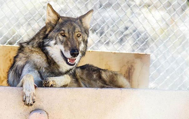 Взяв бесплатного щенка, этот парень вскоре понял, что тот вырос в нечто другое щенок волкособа, взял волка вместо собаки, щенок вырос с волка