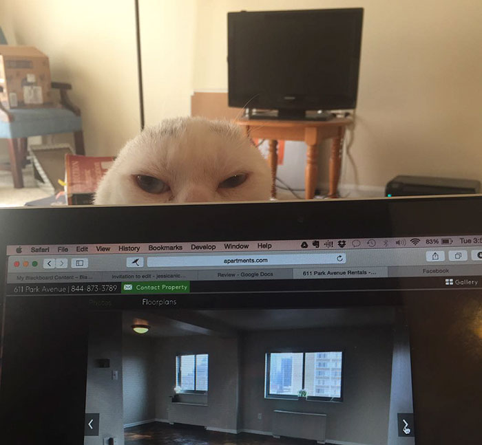 Отит — безухий глухой кот, который каждый раз спасает свою хозяйку от панических атак Отит безухий глухой кот, кот без ушей