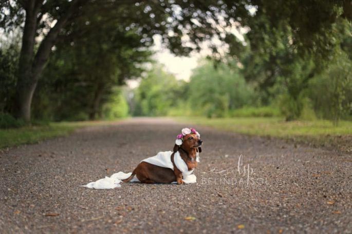 свадебная фотосессия беременной таксы